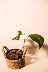 Epipremnum pinnatum albo variegata